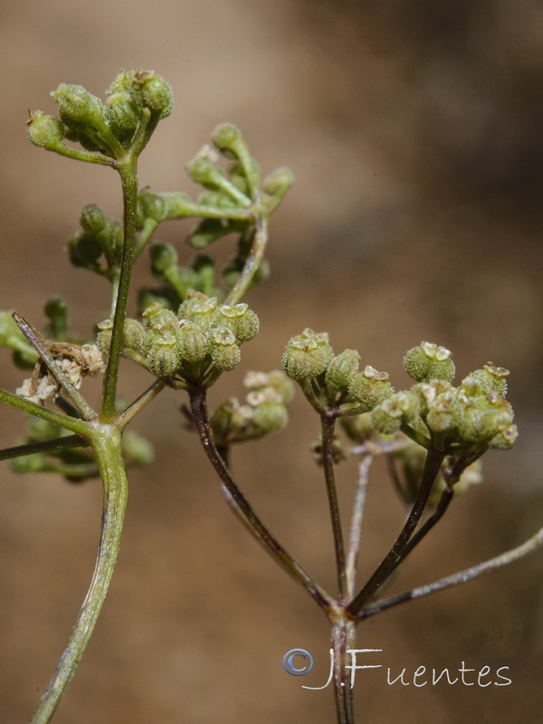 Stoibrax dichotomum.06