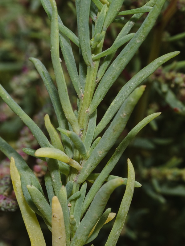 Suaeda spicata.04