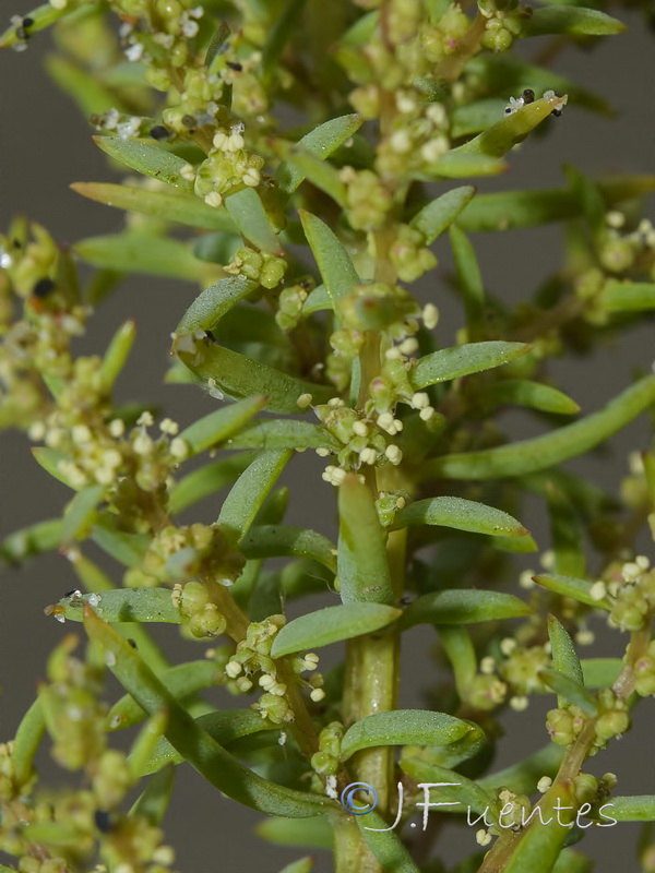 Suaeda spicata.17