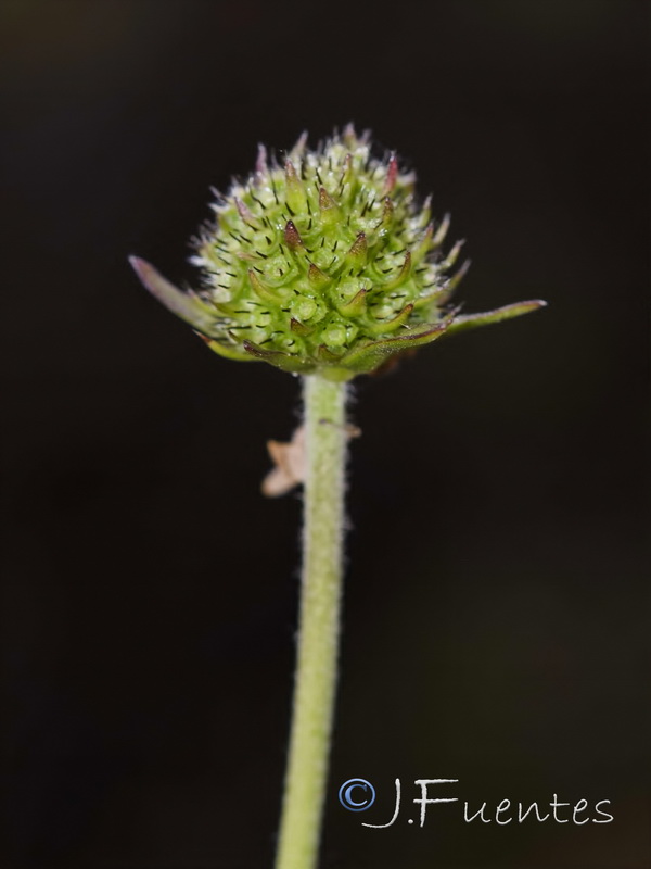 Succisa pratensis.06