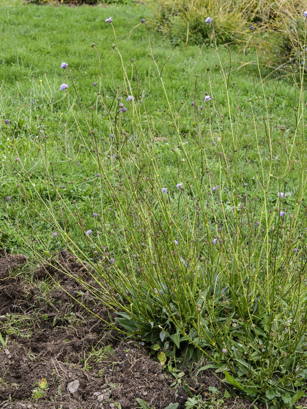 Succisa pratensis.07