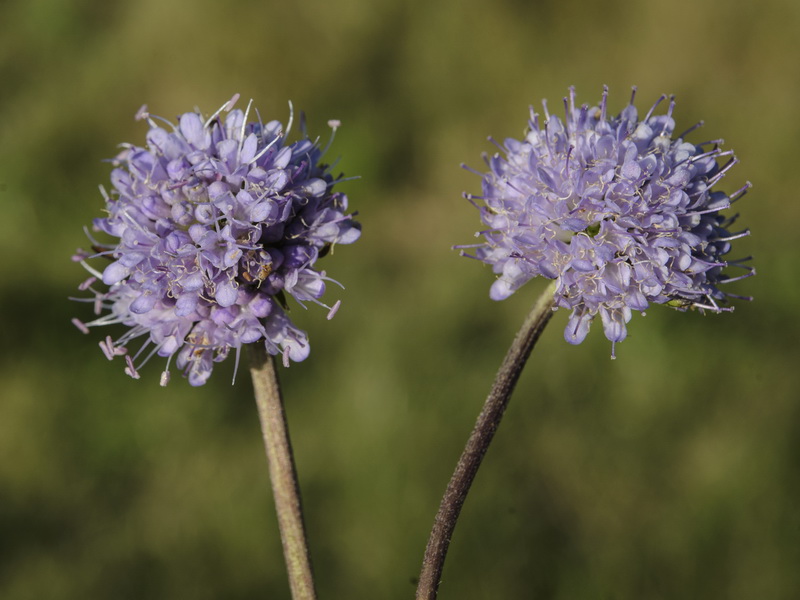 Succisa pratensis.11