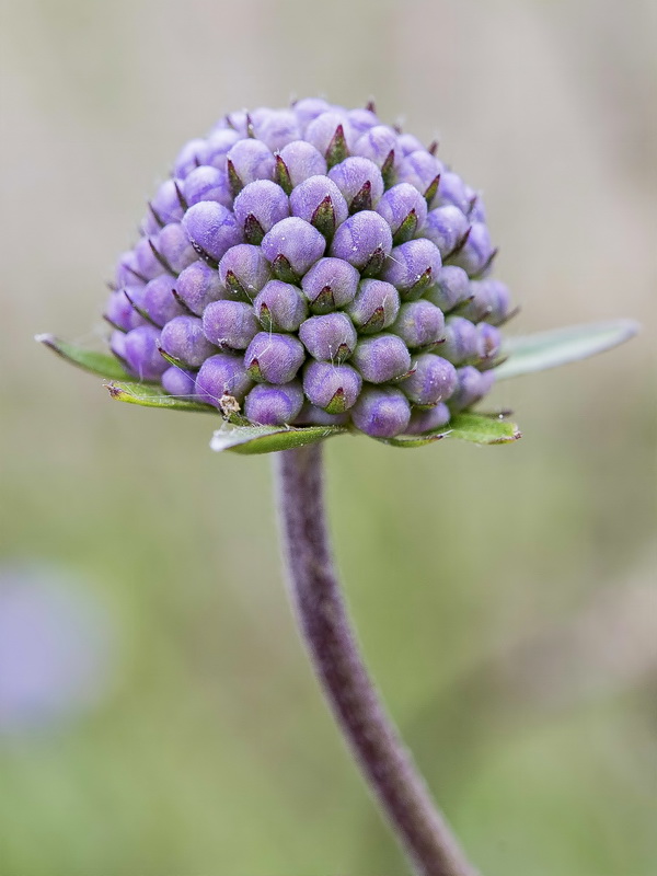Succisa pratensis.13