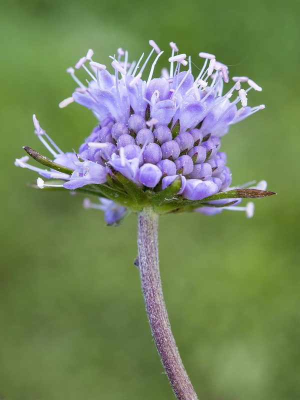 Succisa pratensis.14