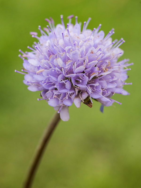 Succisa pratensis.16