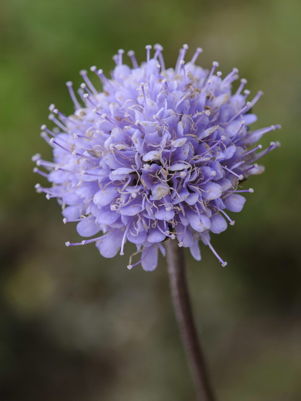 Succisa pratensis.17