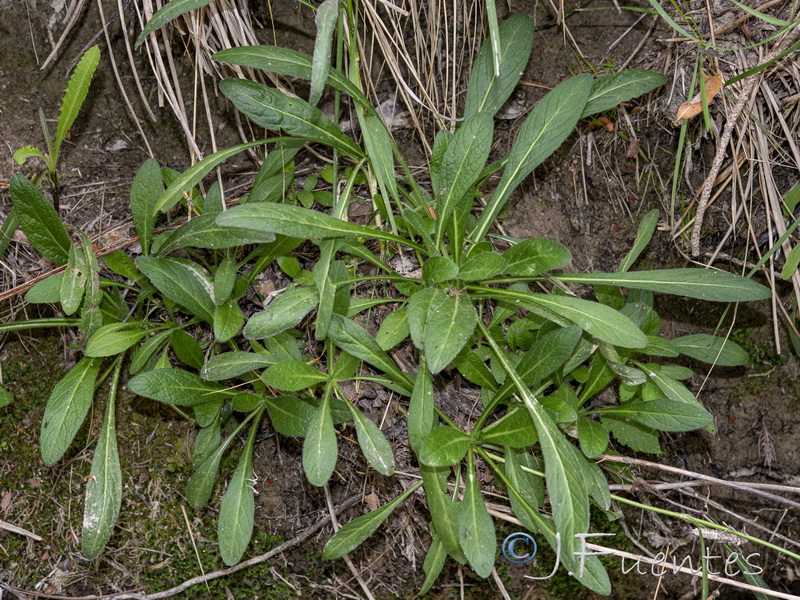 Succisa pratensis.08