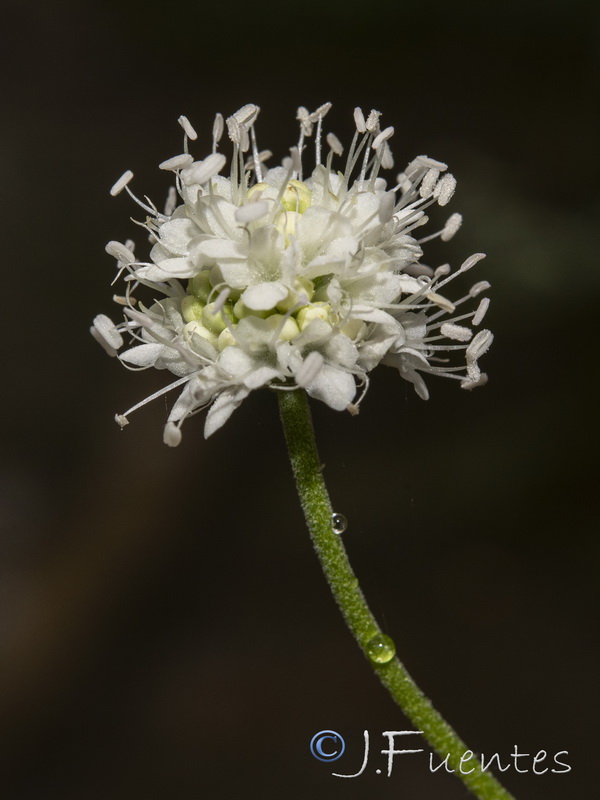 Succisa pratensis.22