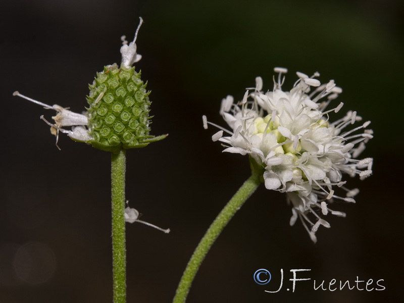 Succisa pratensis.24