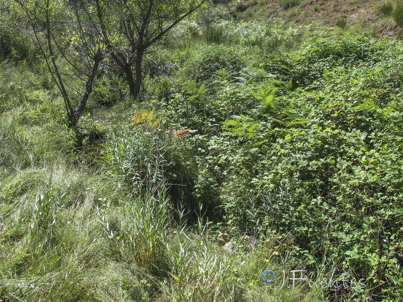 Succisella andreae molinae.01