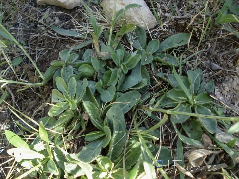 Succisella andreae molinae.02