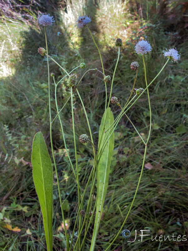 Succisella andreae molinae.04