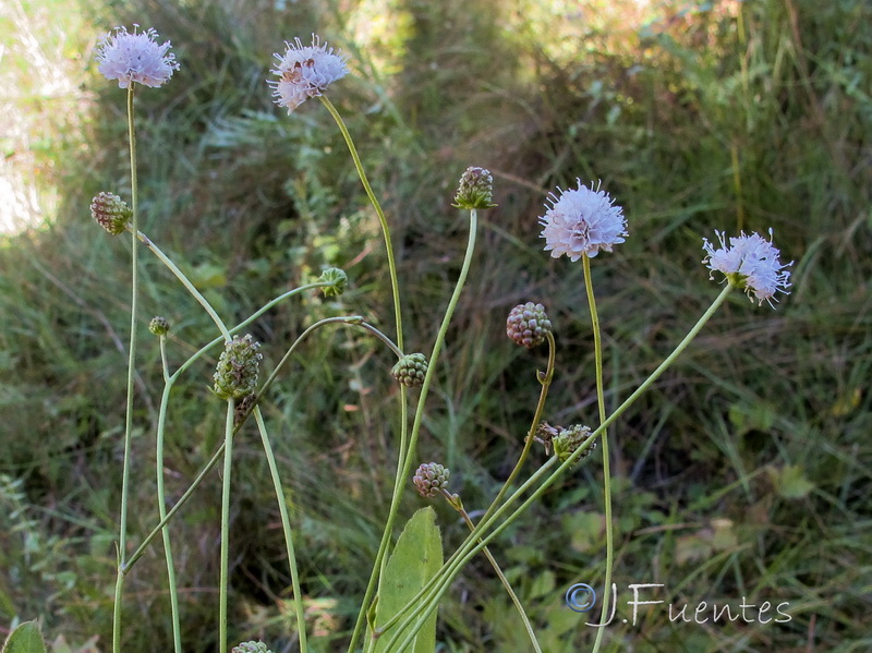 Succisella andreae molinae.05