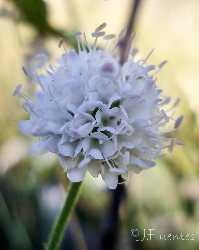 Succisella andreae molinae.06