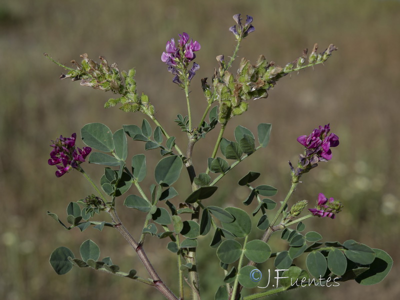 Sulla flexuosa.03