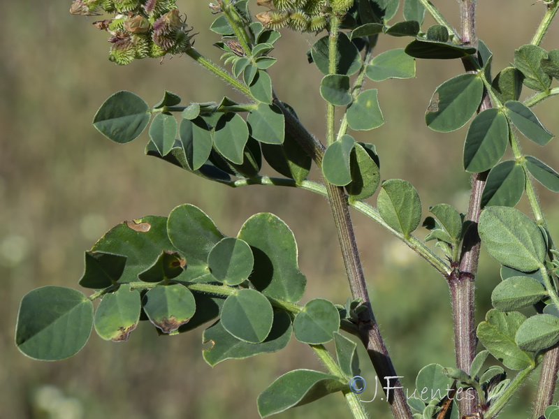 Sulla flexuosa.05