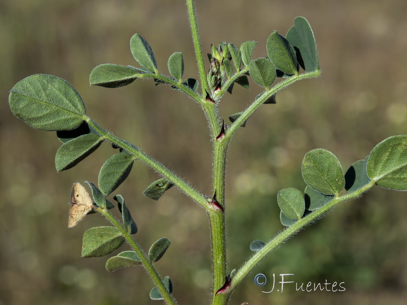 Sulla flexuosa.06