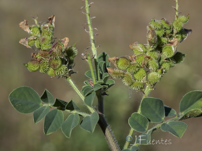 Sulla flexuosa.06