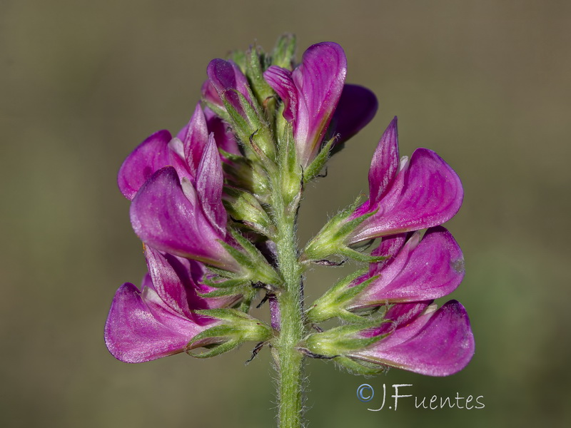 Sulla flexuosa.09
