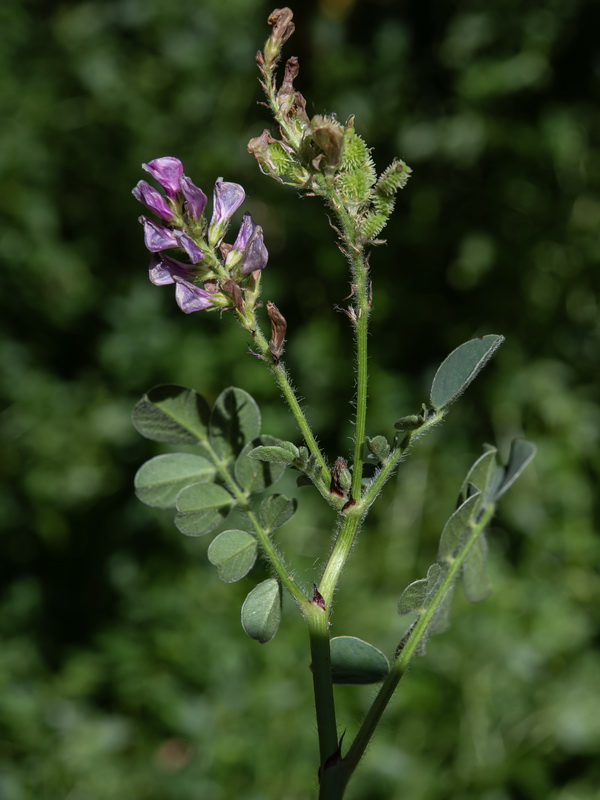 Sulla flexuosa.10