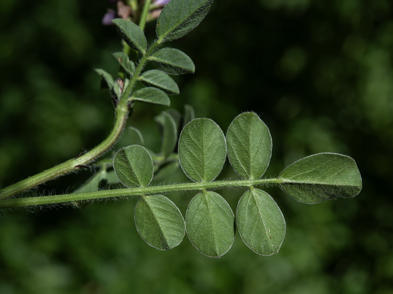 Sulla flexuosa.12