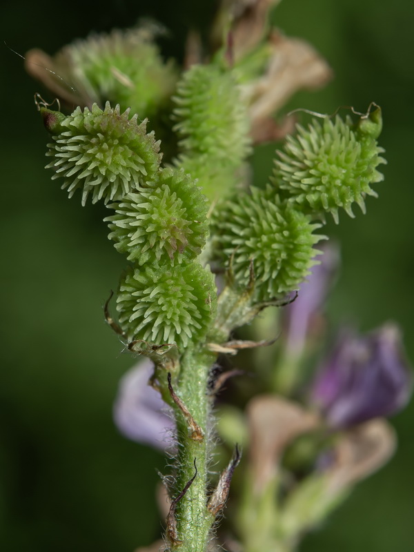 Sulla flexuosa.16