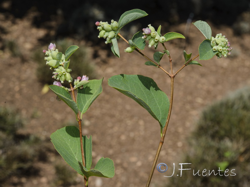 Symphoricarpos albus.01