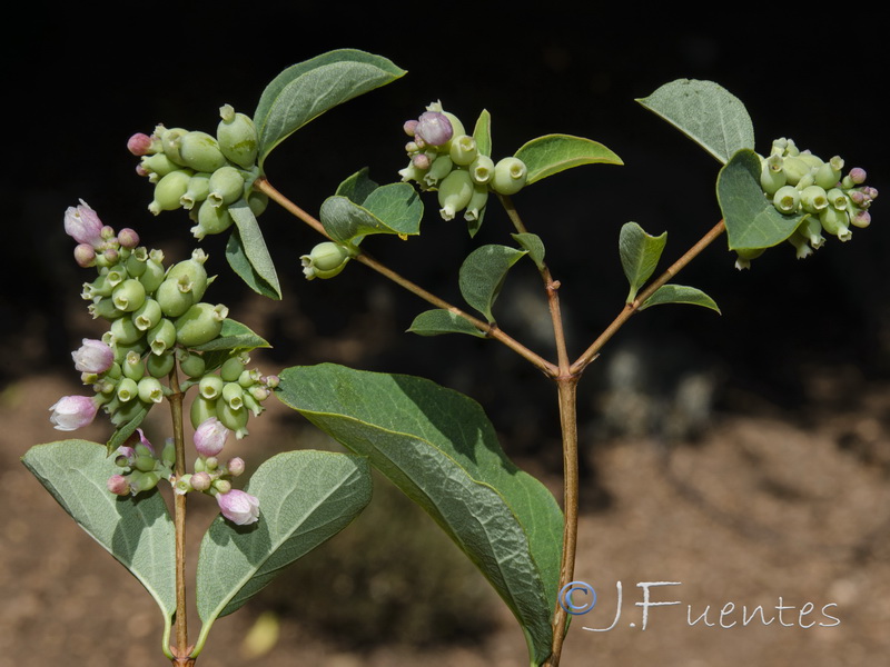 Symphoricarpos albus.02