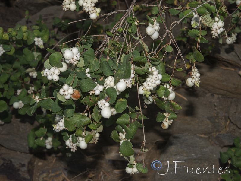 Symphoricarpos albus.03