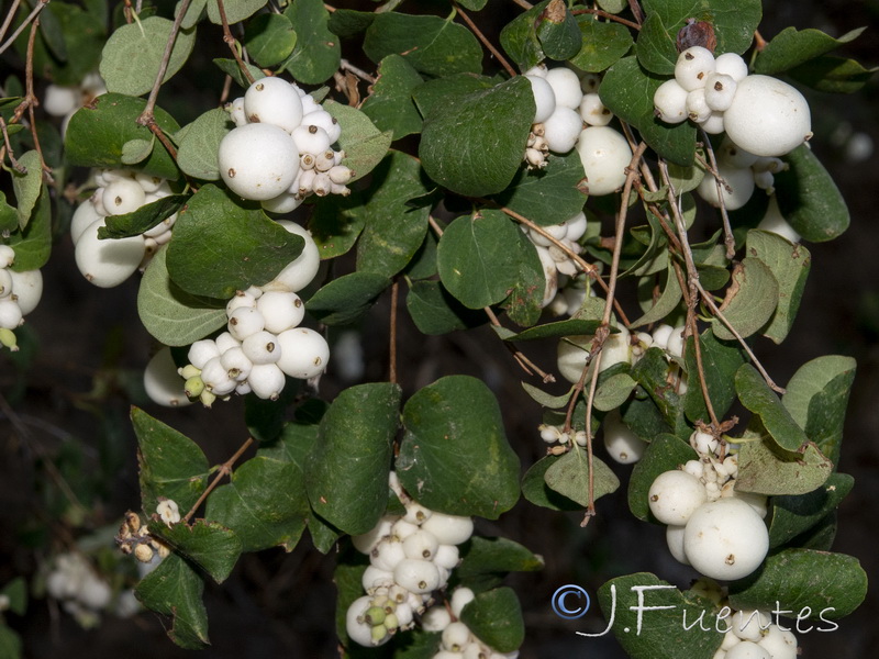 Symphoricarpos albus.04