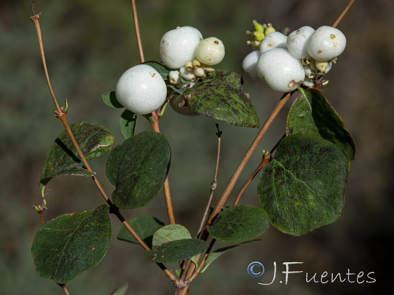 Symphoricarpos albus.05