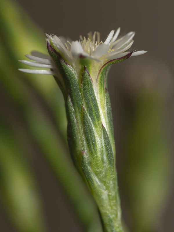 Symphyotrichum squamatum.08