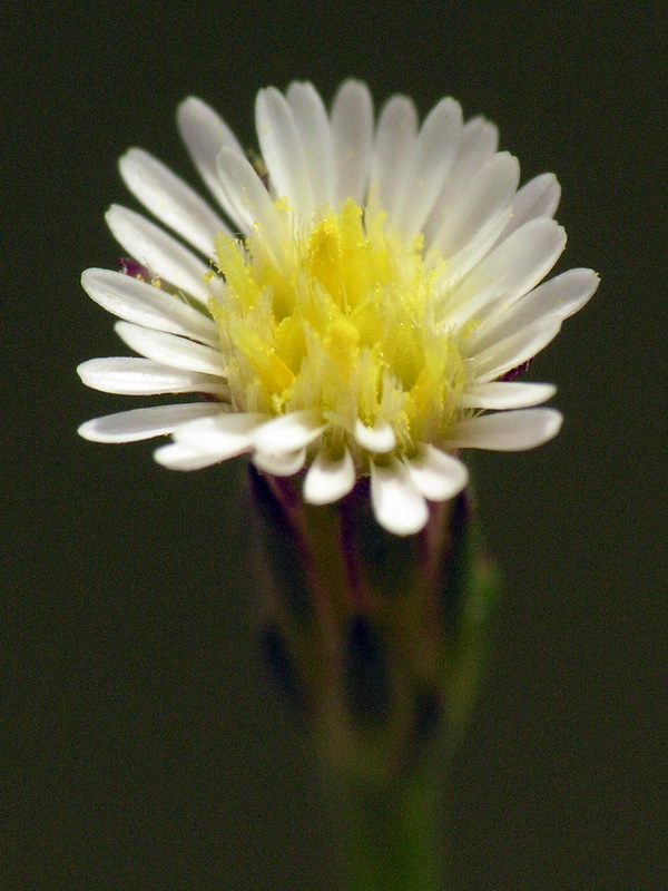 Symphyotrichum squamatum.13