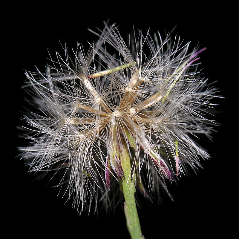 Symphyotrichum squamatum.17