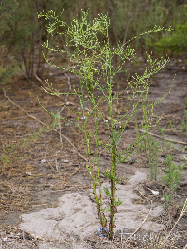 Symphyotrichum squamatum.18