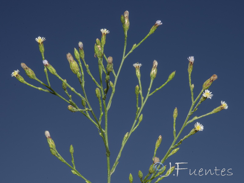 Symphyotrichum squamatum.21