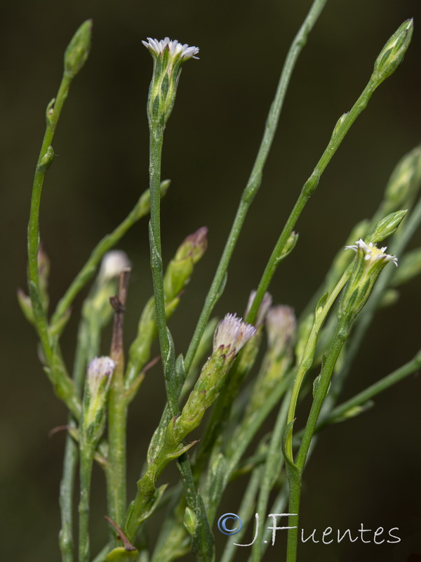 Symphyotrichum squamatum.23