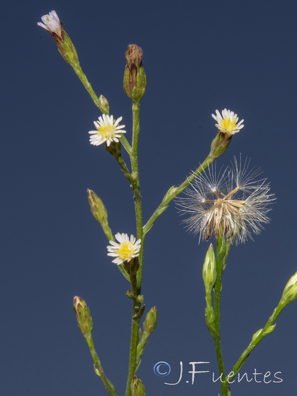 Symphyotrichum squamatum.25