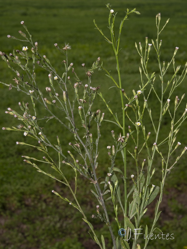 Symphyotrichum squamatum.28