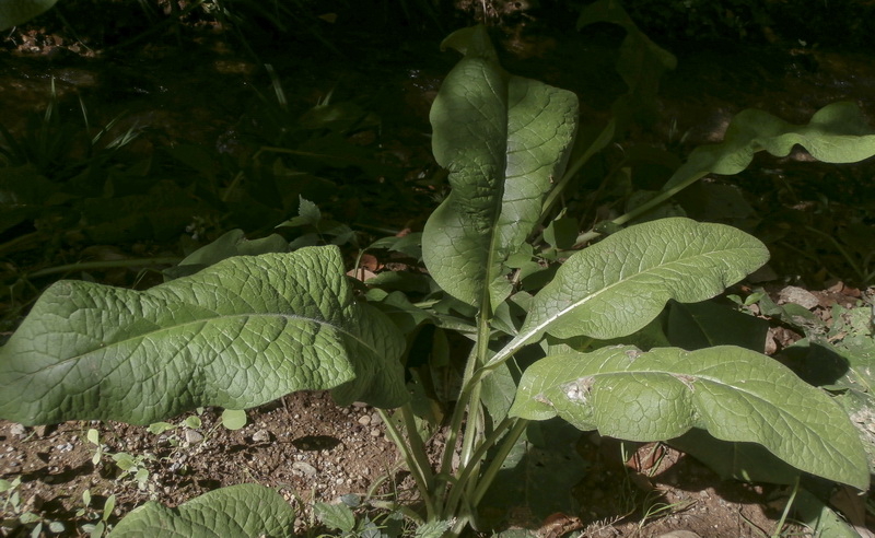 Symphytum officinale.09