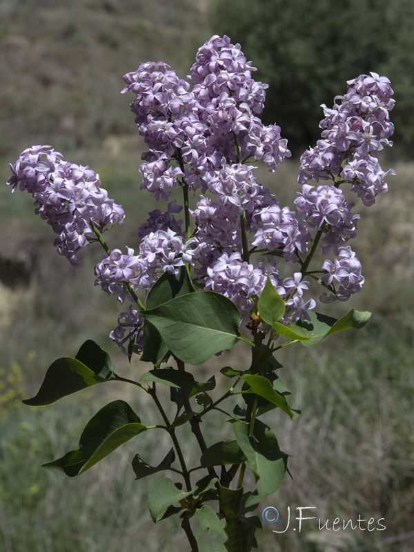 Syringa vulgaris.01