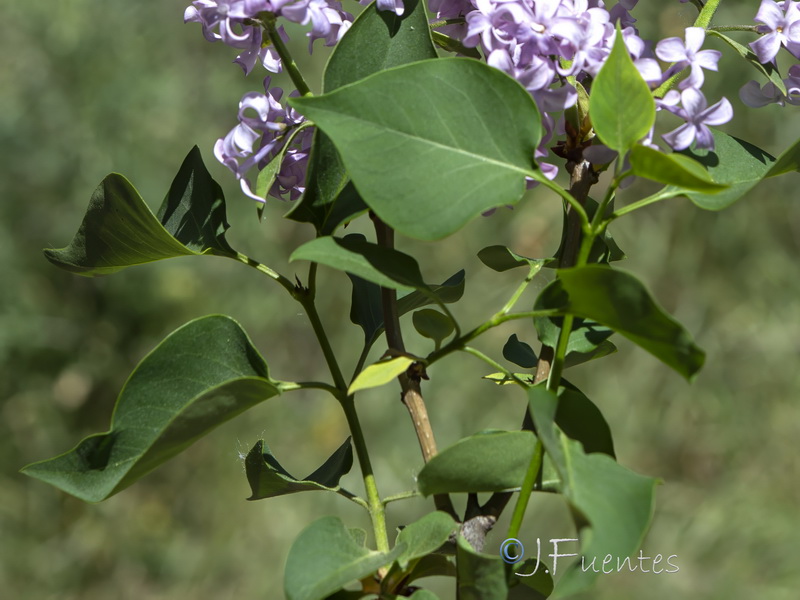 Syringa vulgaris.02