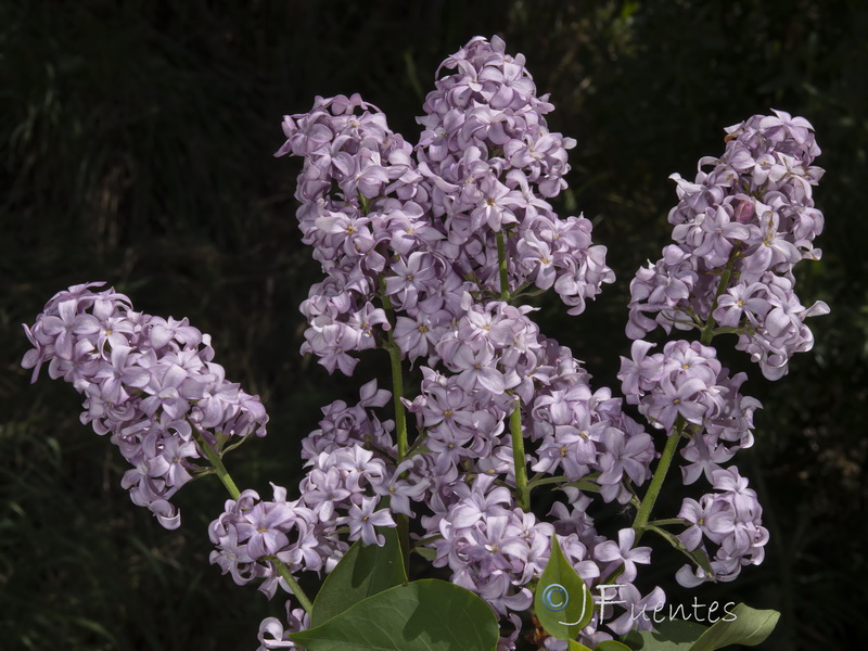 Syringa vulgaris.03