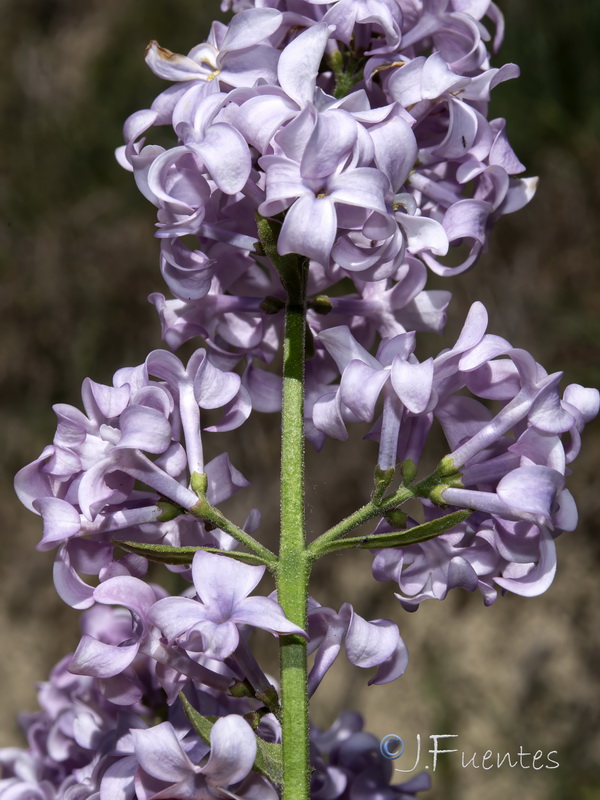 Syringa vulgaris.04