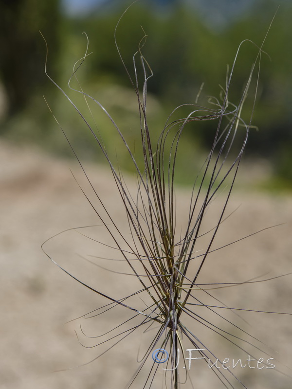 Taeniatherum caput medusae.03