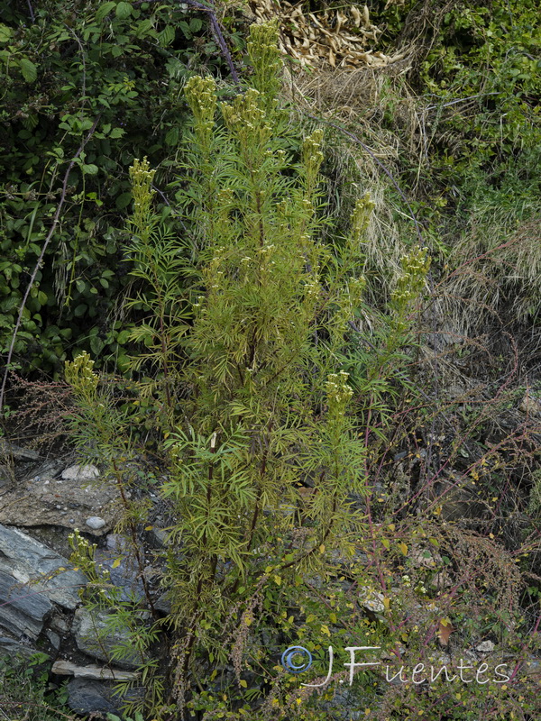 Tagetes minuta.01