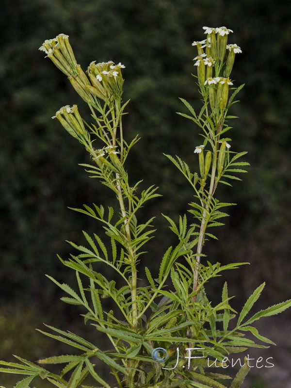 Tagetes minuta.03