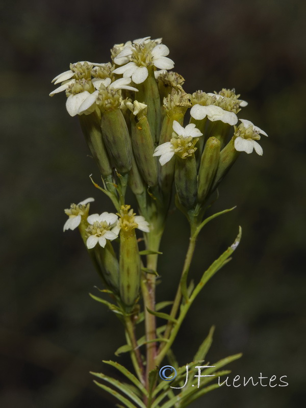 Tagetes minuta.05