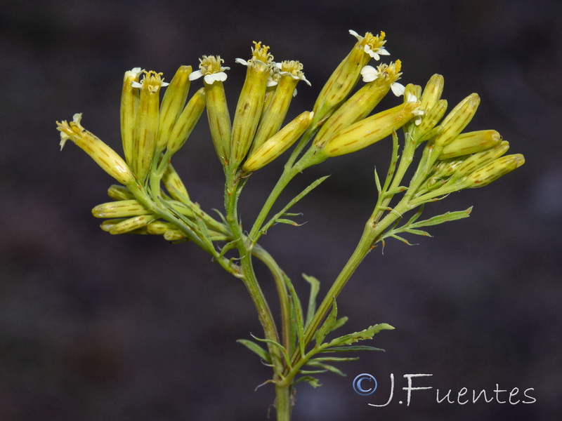 Tagetes minuta.06