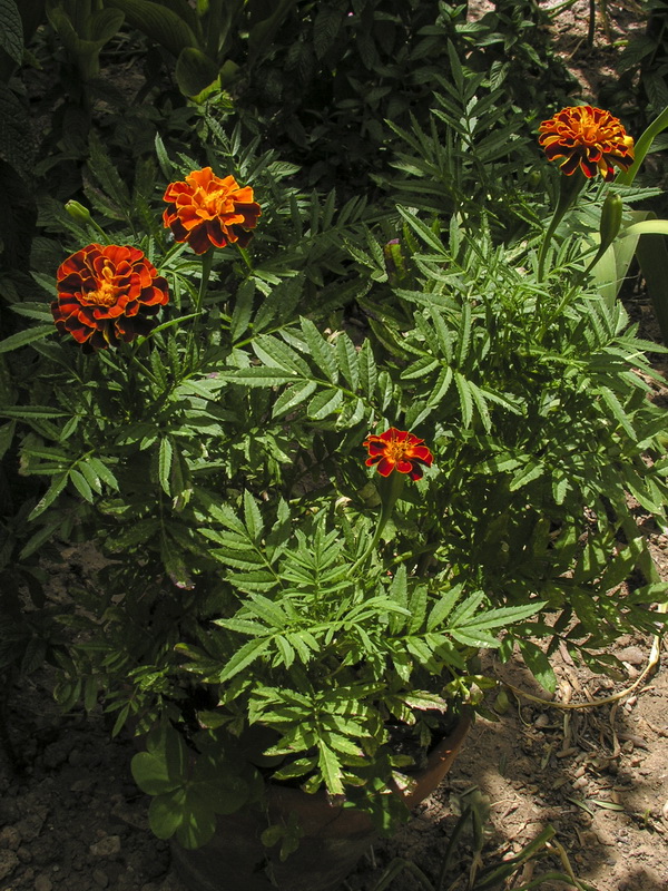 Tagetes minuta.01